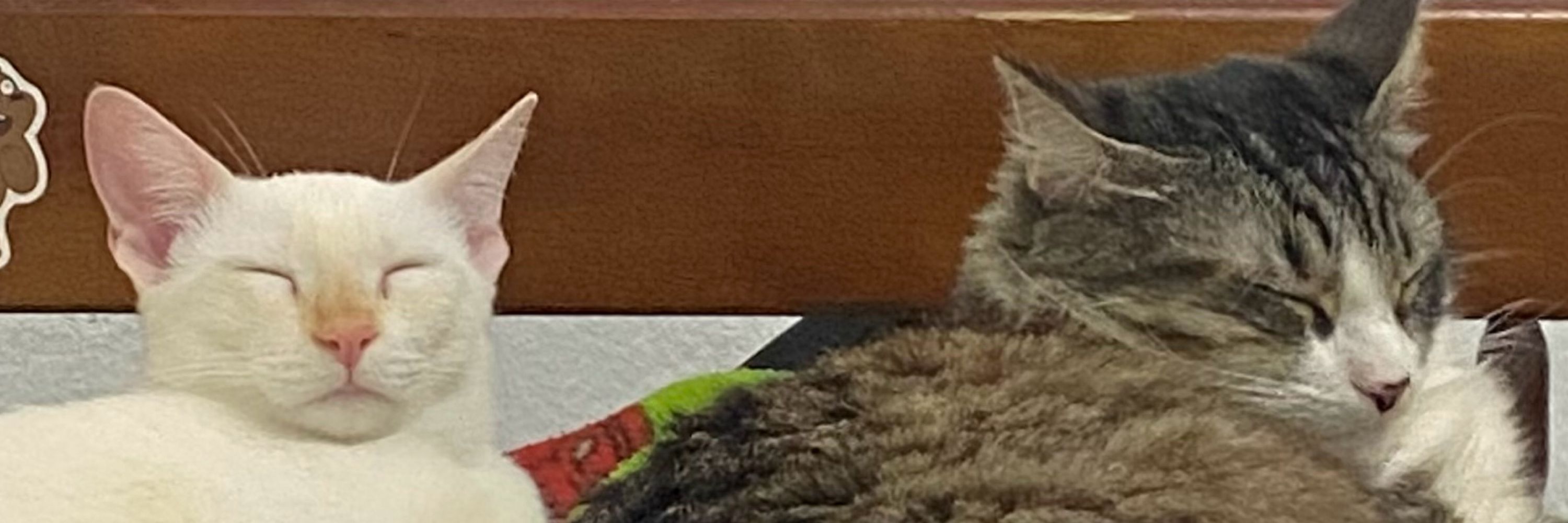 Ruan🐈‍⬛
