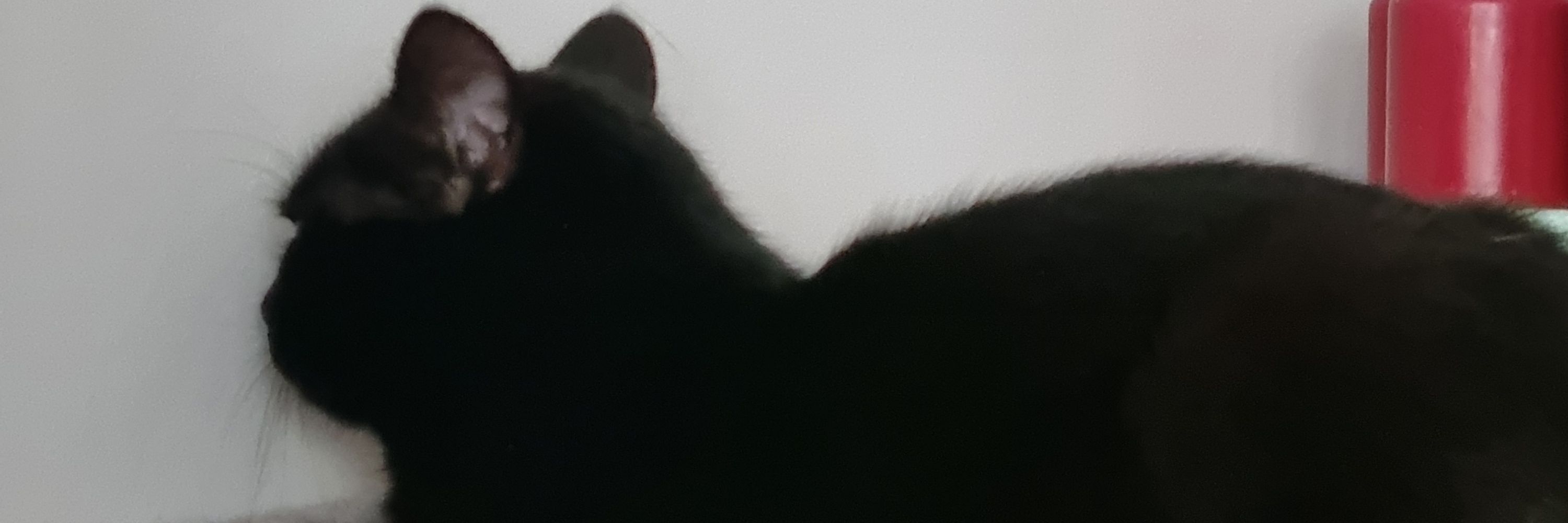 sunnydumpling
