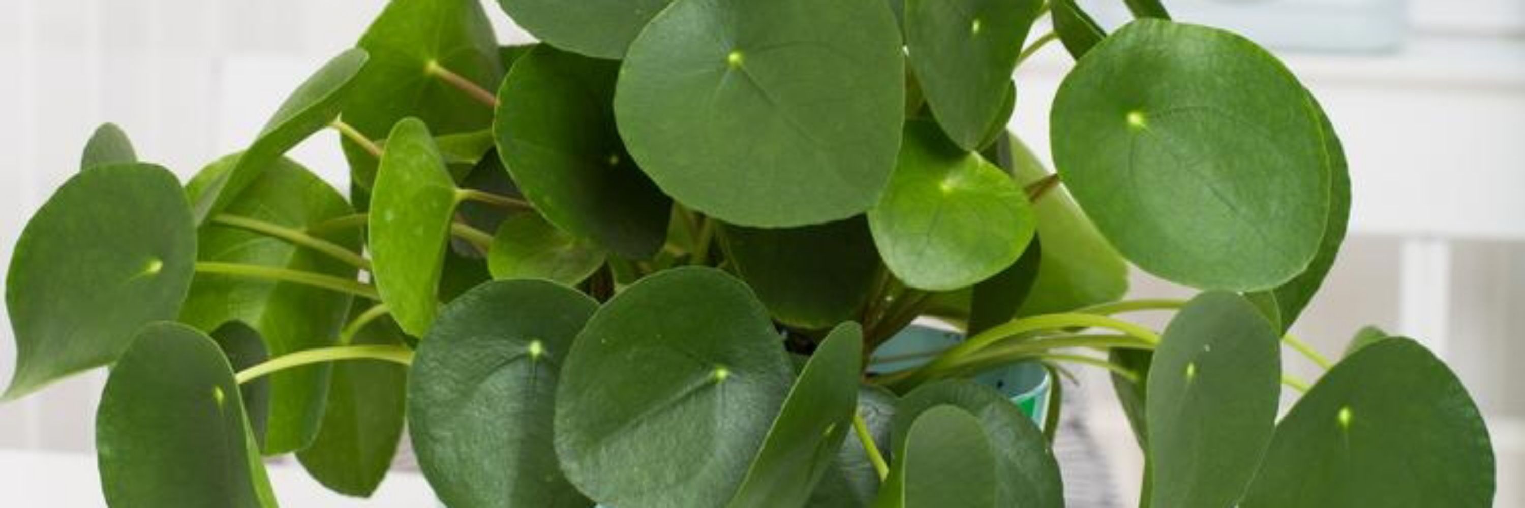 Kilpi Piilea