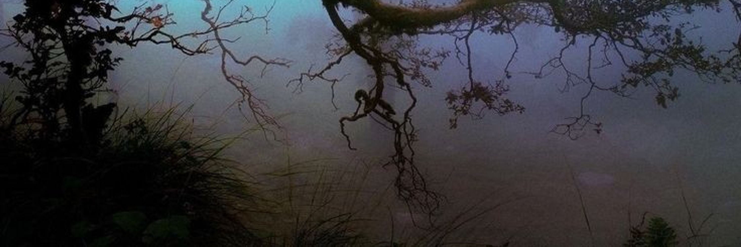 goodbye, frog friend