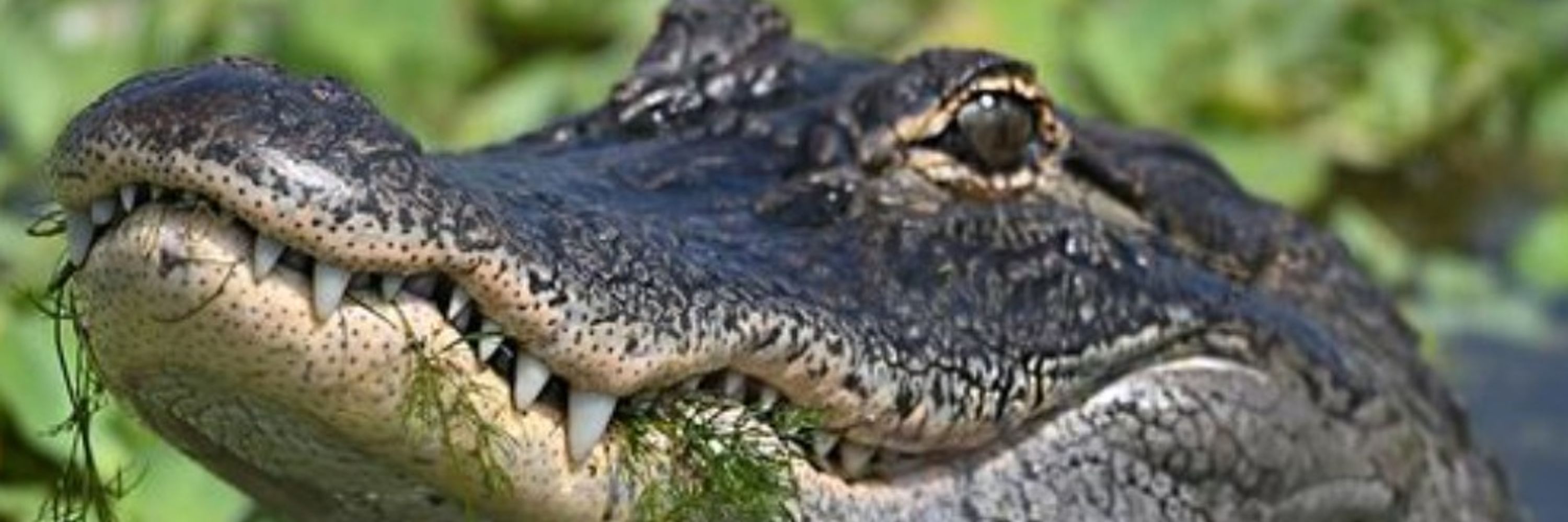 Caesar🐊