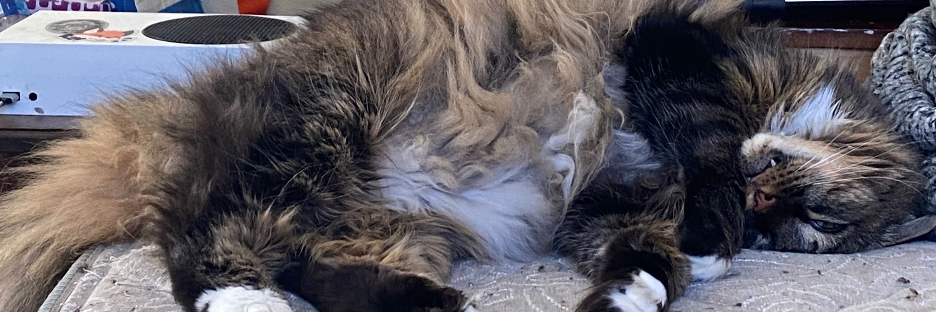 ZorroDaFox