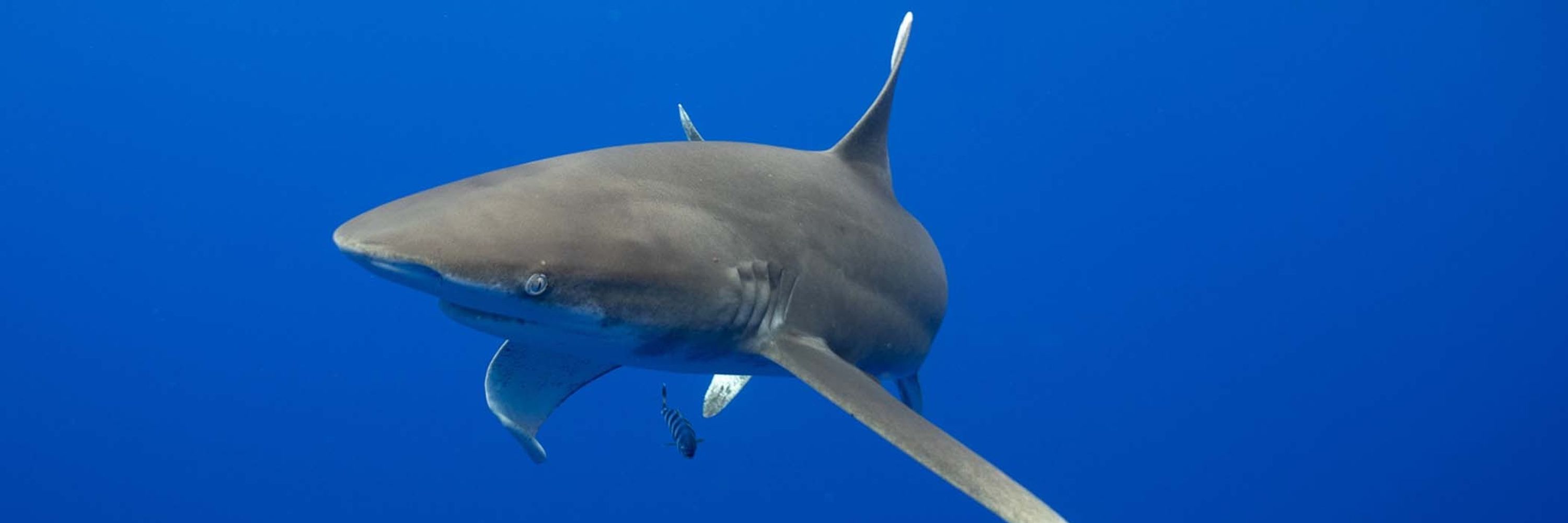 Shark Stewards