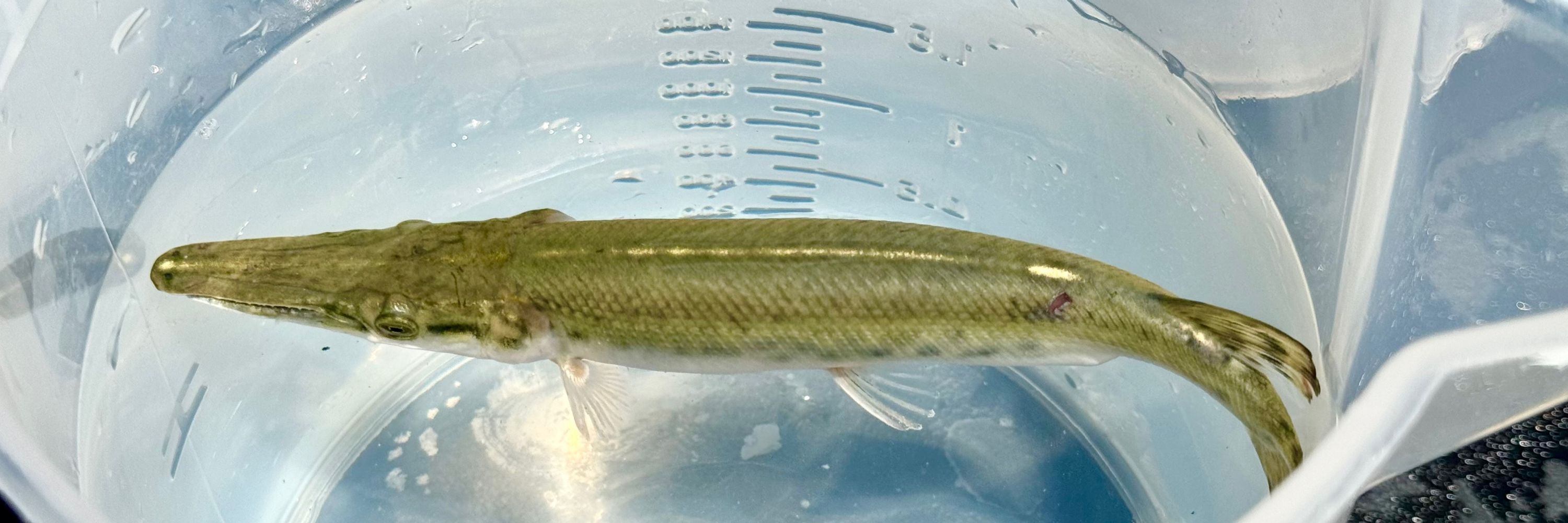 Alligator Gar AFS