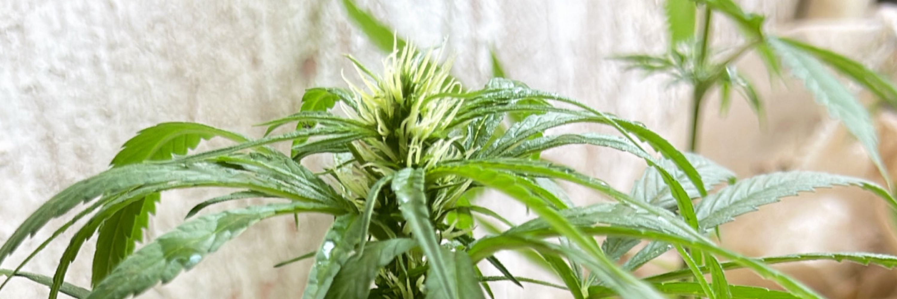 Mãe de planta