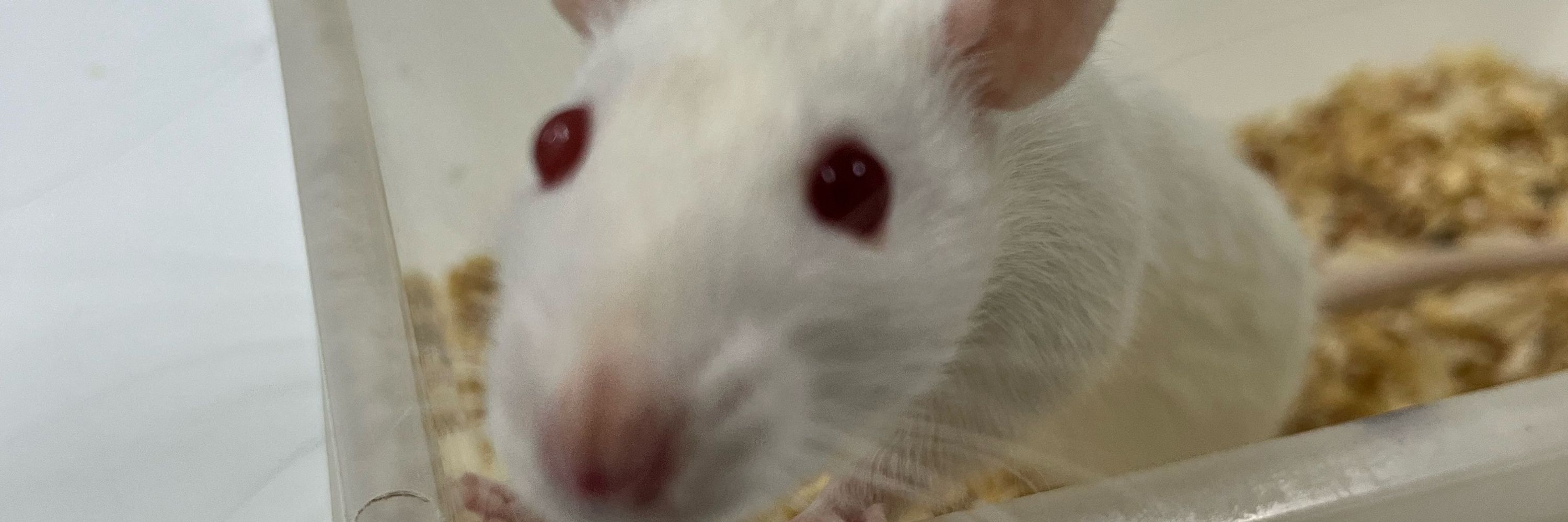Nicolau 