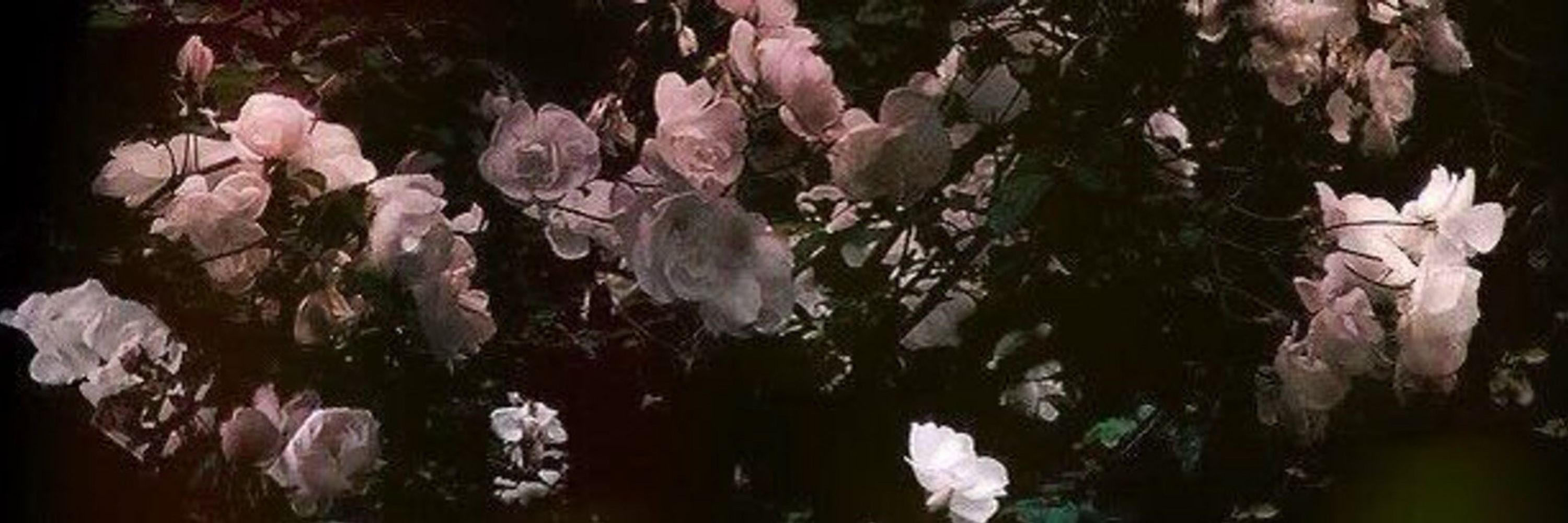 elise ❀˖°