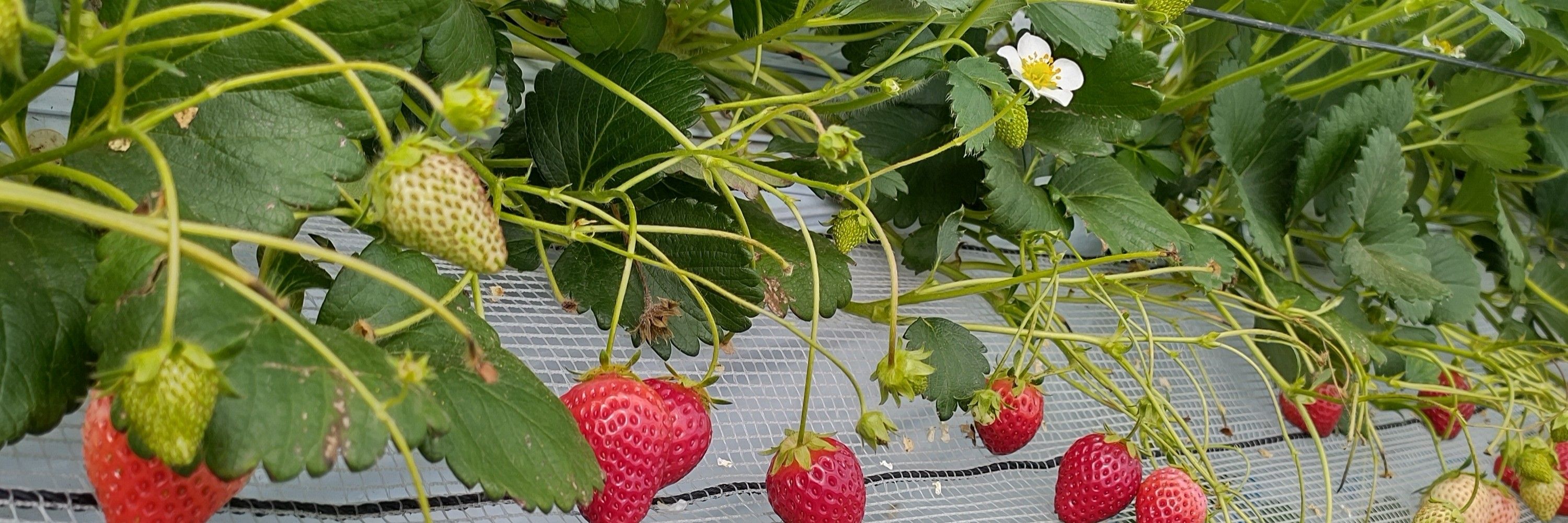 本庄美峰🍓