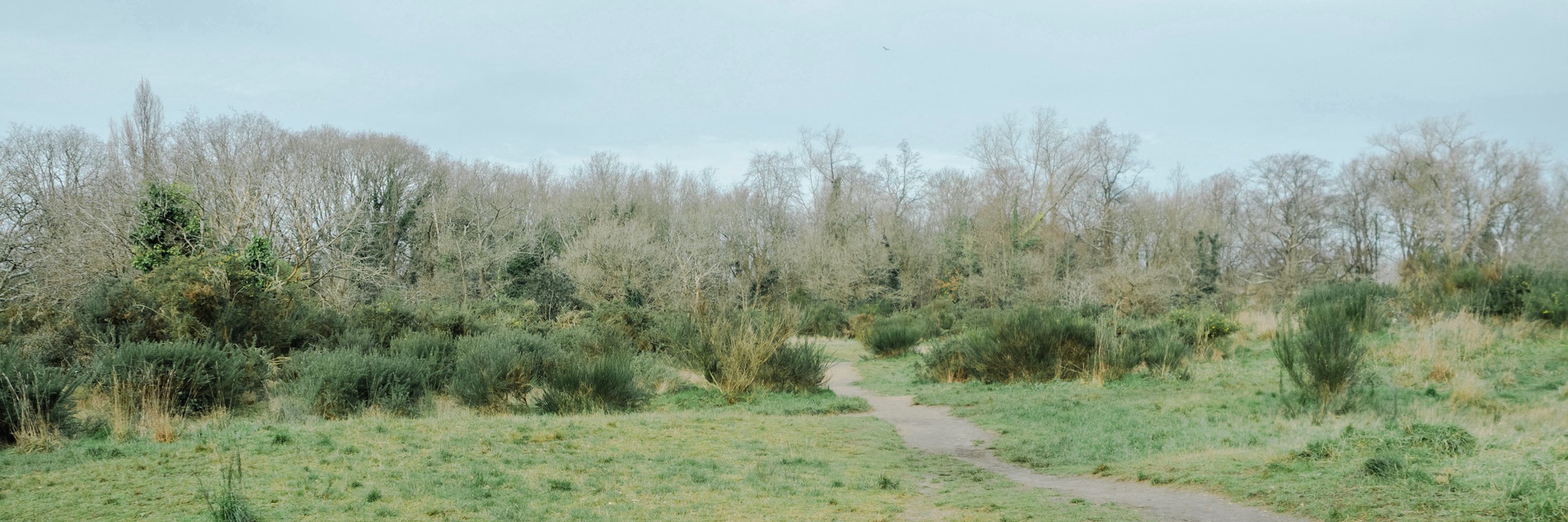 Barnes Common