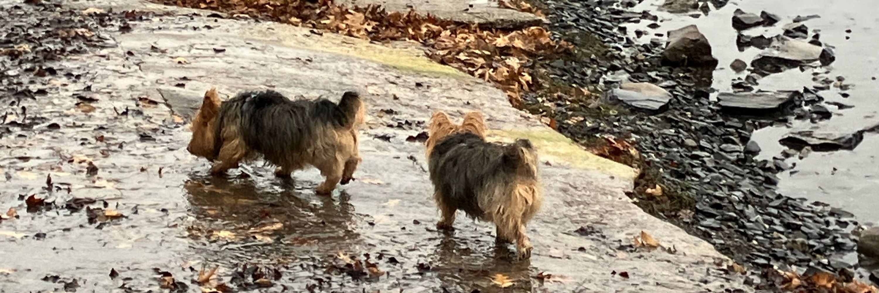 Chaos & Nemesis - Australian Terriers in the Wild
