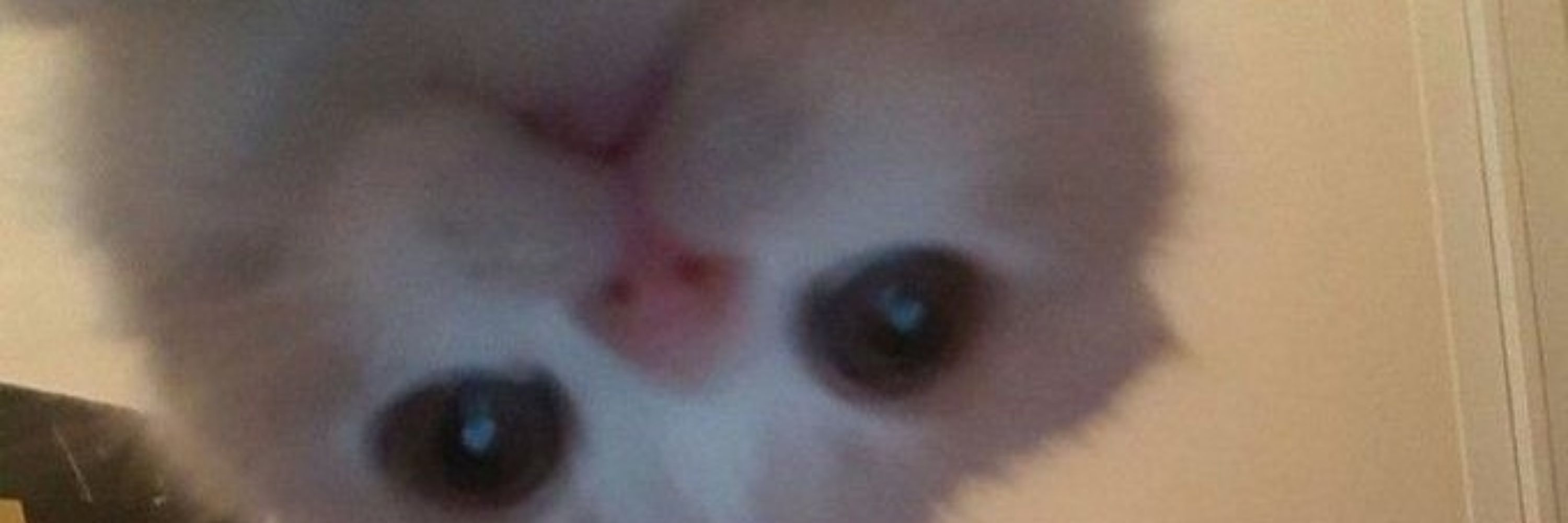 casey
