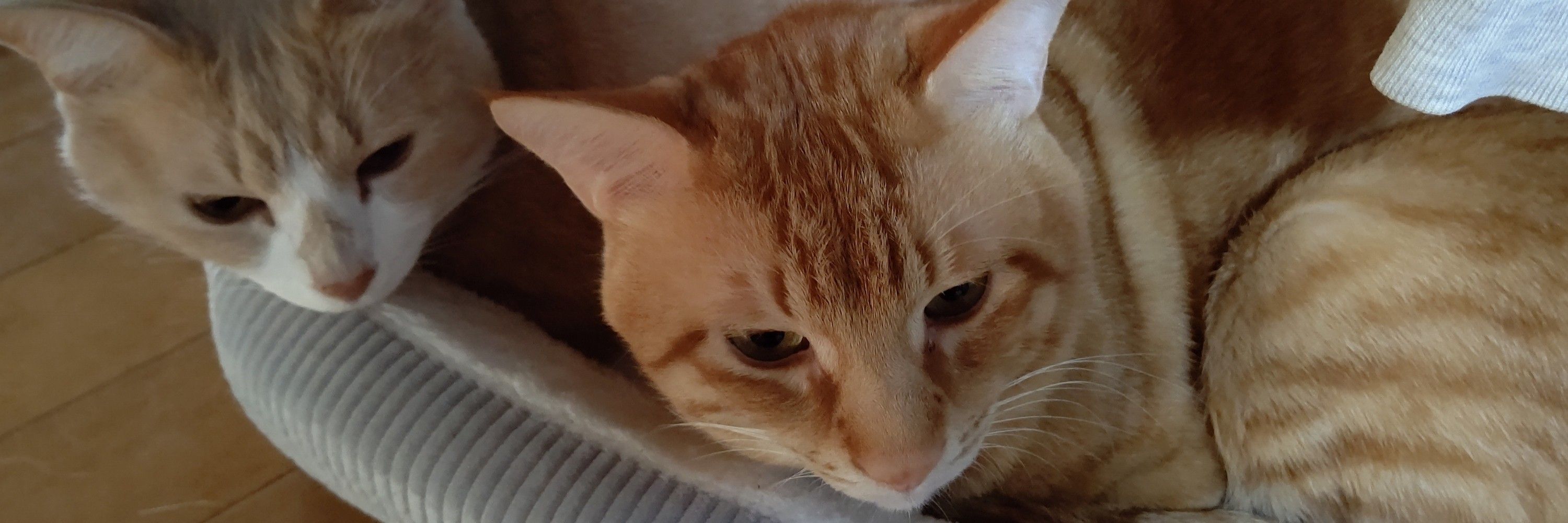 toru