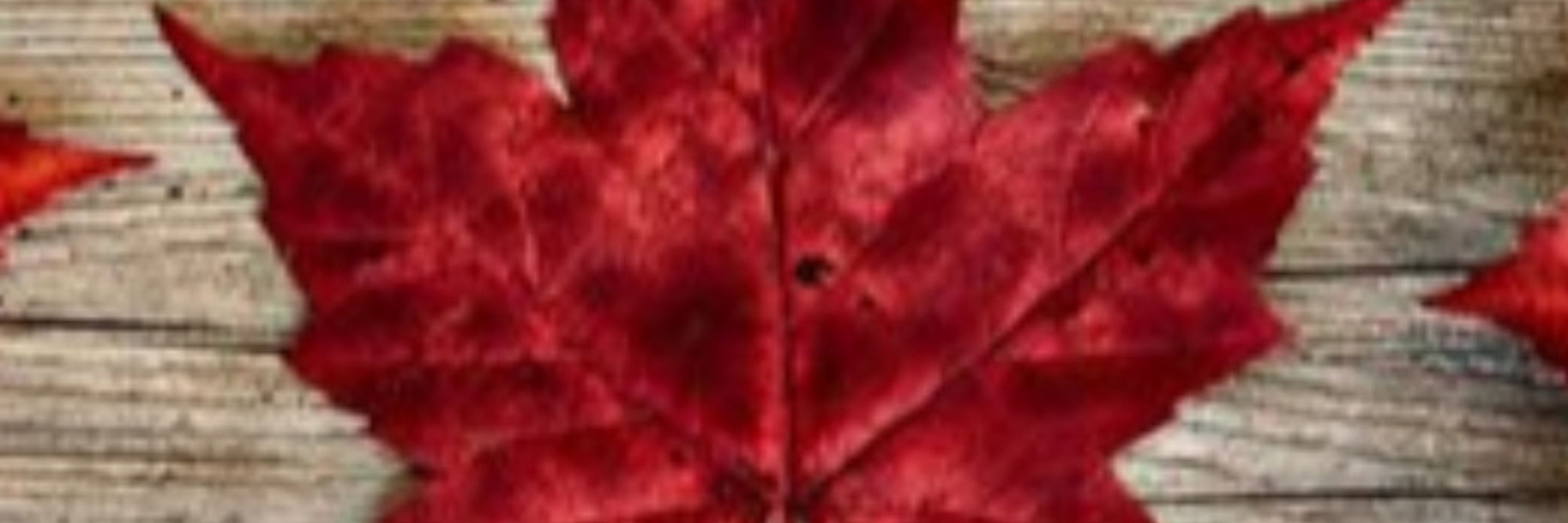 JazzyGurl 🇨🇦🍁