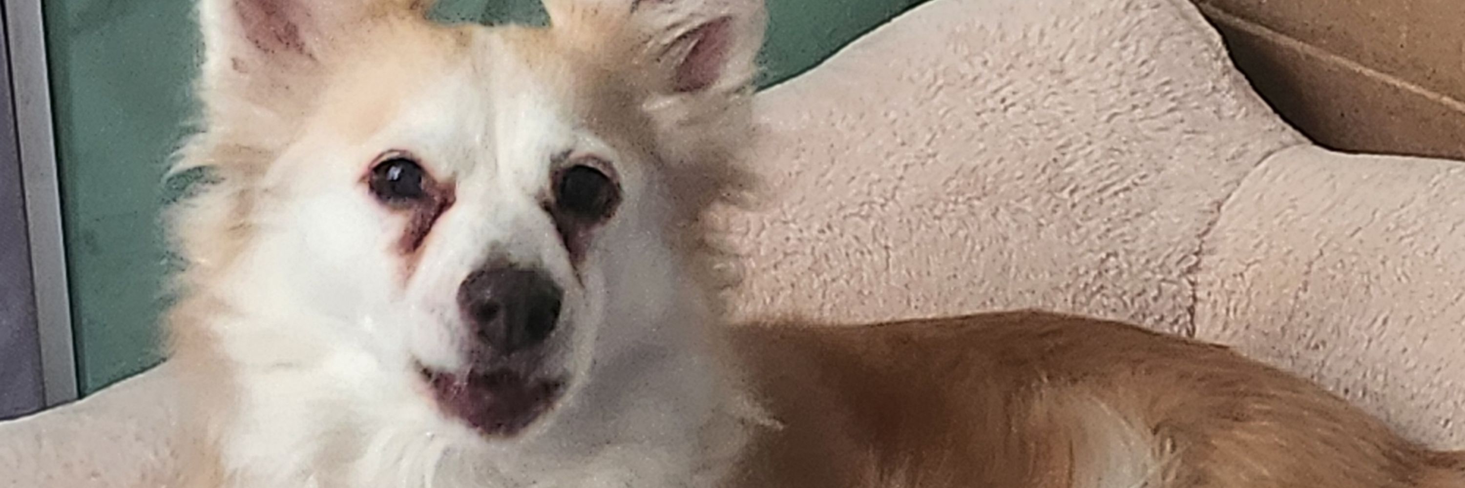 Kermit