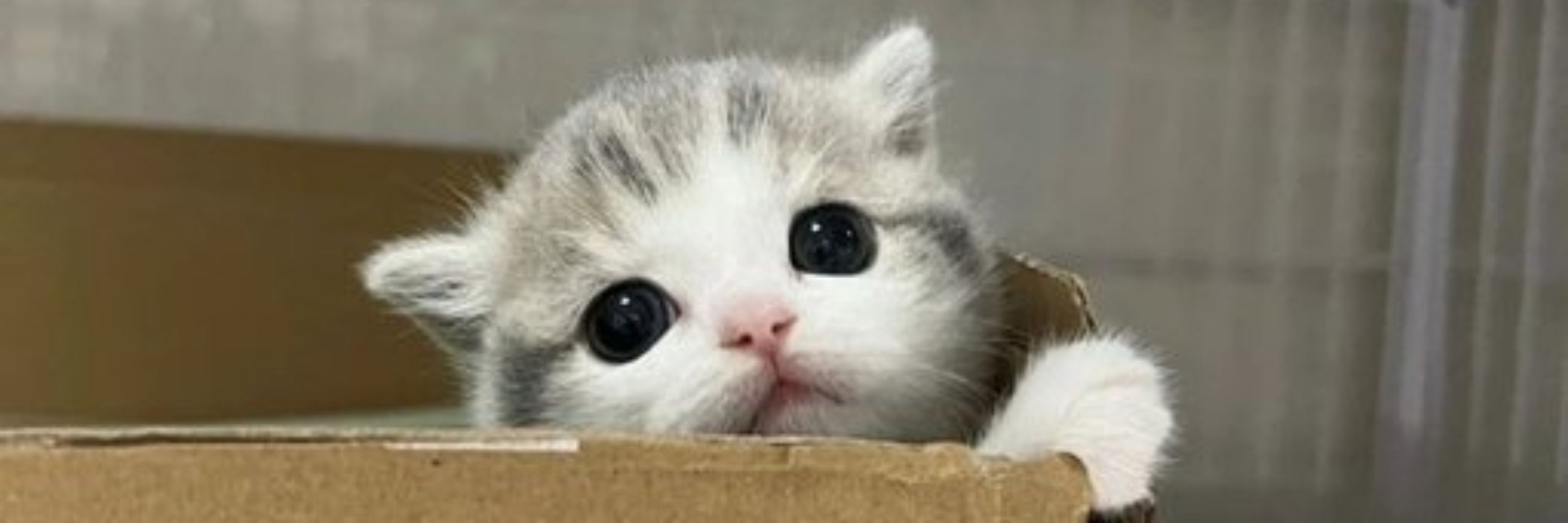 Gatinhos Prrrrrrrrrrrrrfects