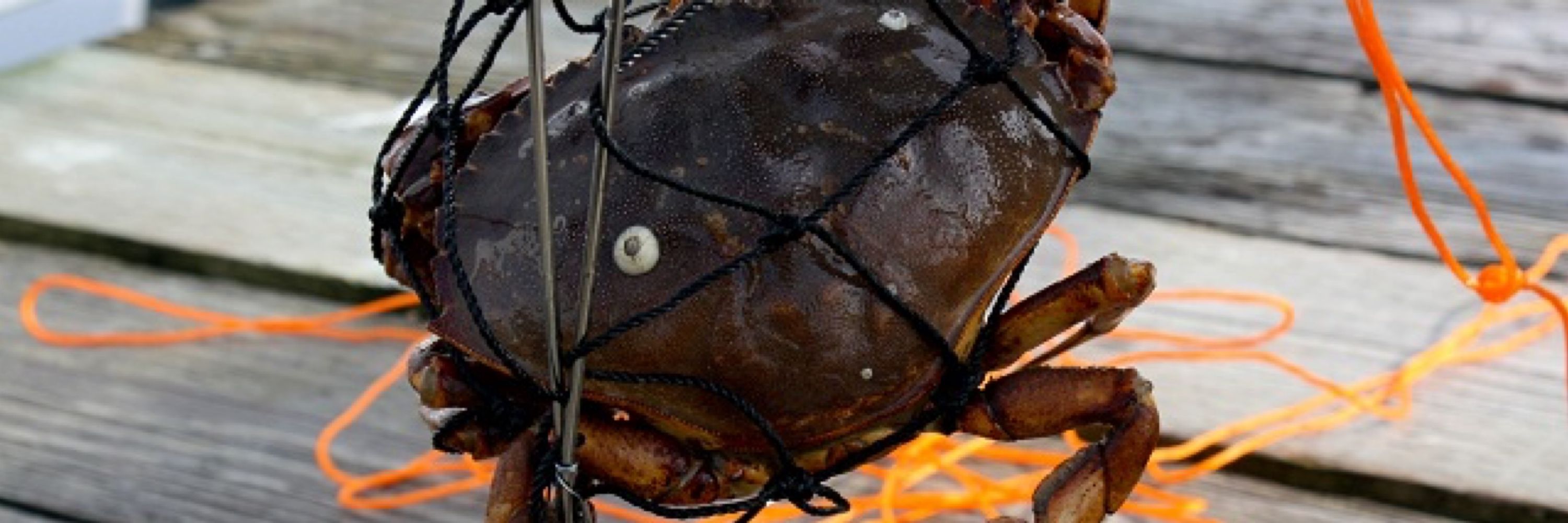 🇪🇺🇫🇷 🇺🇦 🦀 Mathazay (JP Gerbal)