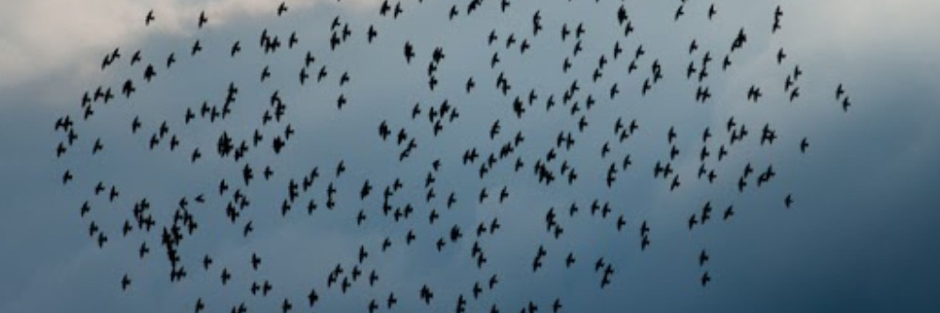 Probable Pattern