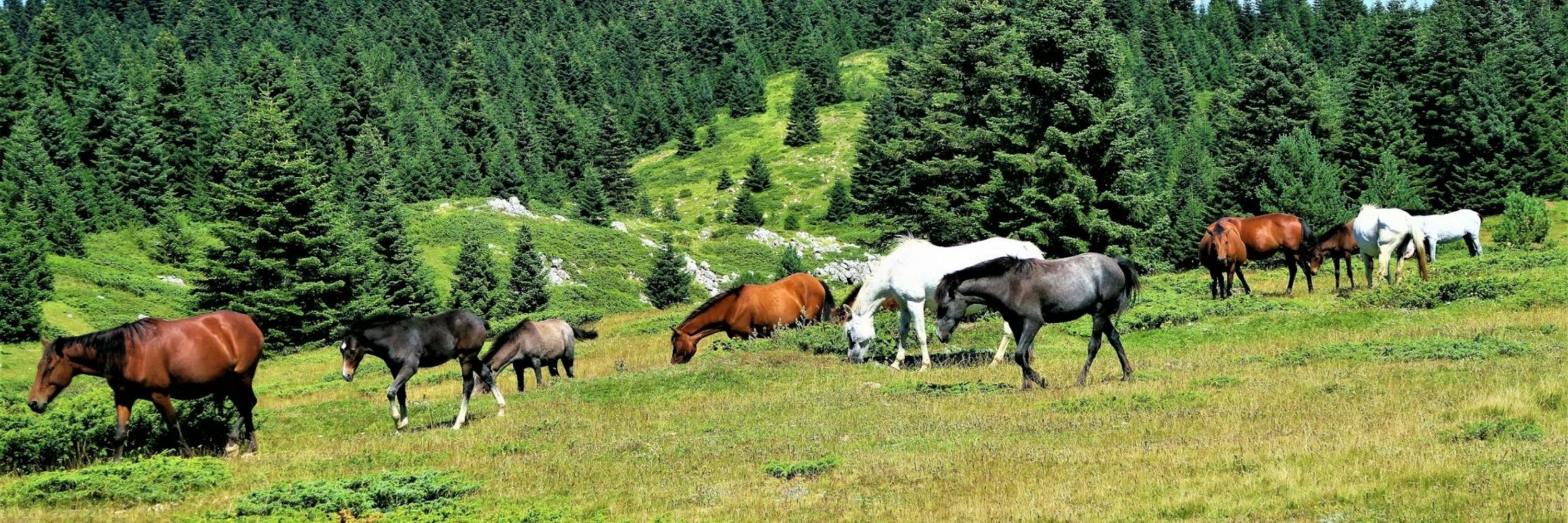 *Points* Horses!