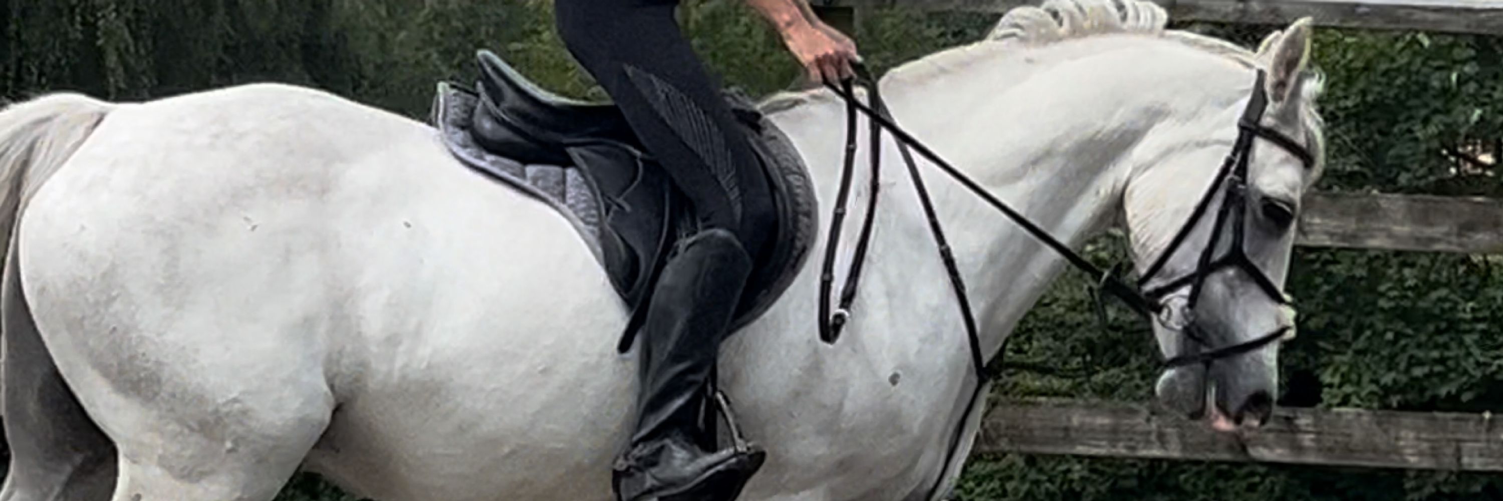 Seafield pony