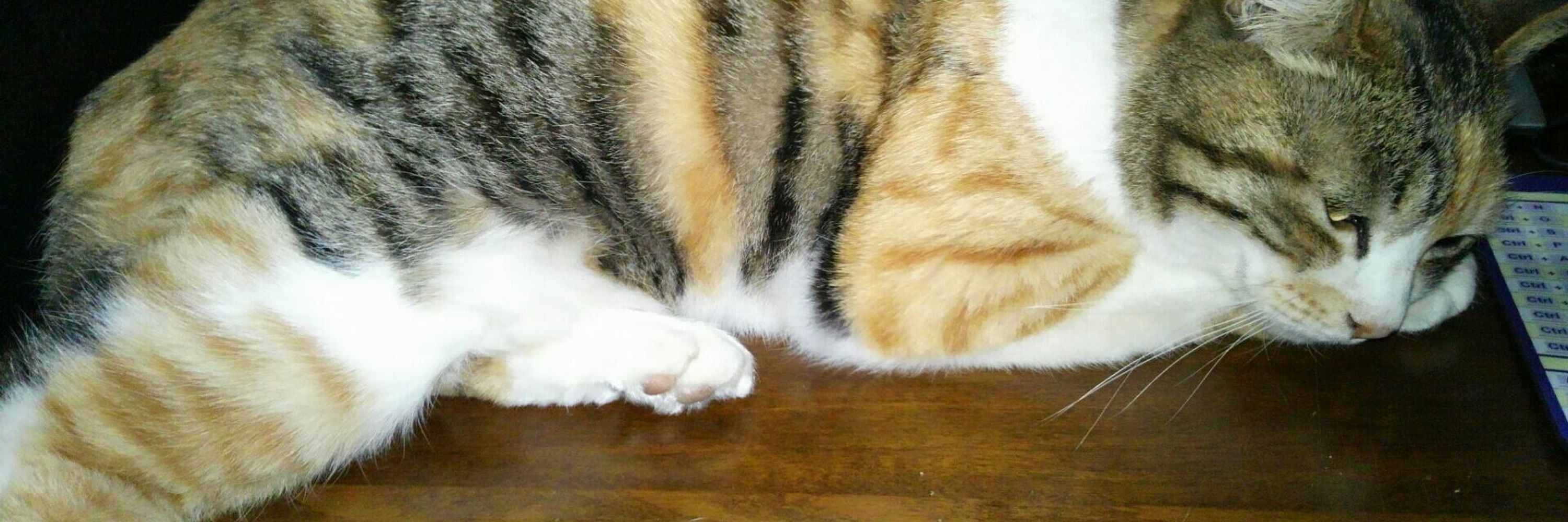 ムゲ