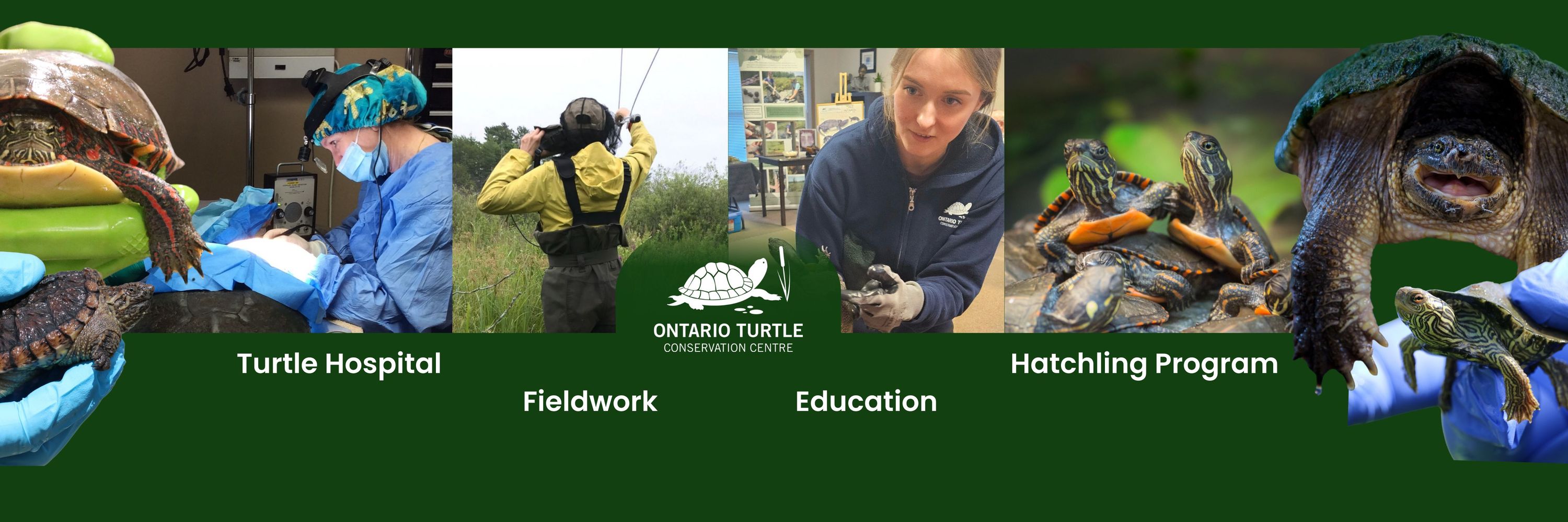 Ontario Turtle Conservation Centre