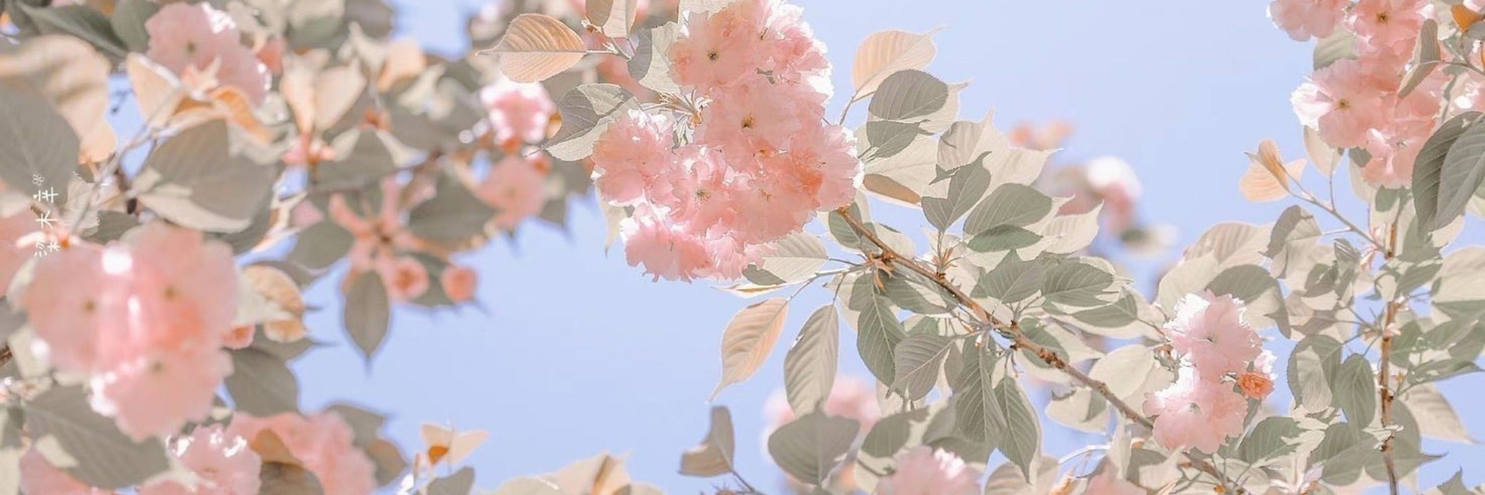 Ｅｍｅ🌸