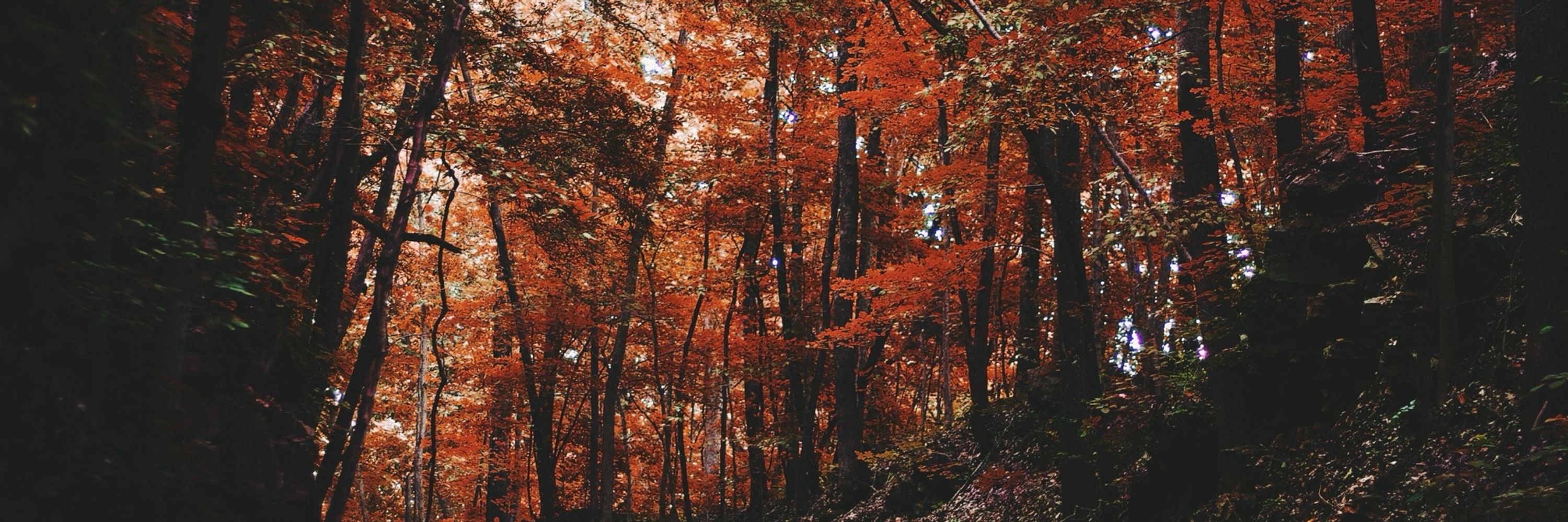 Elle 🌙 🍄