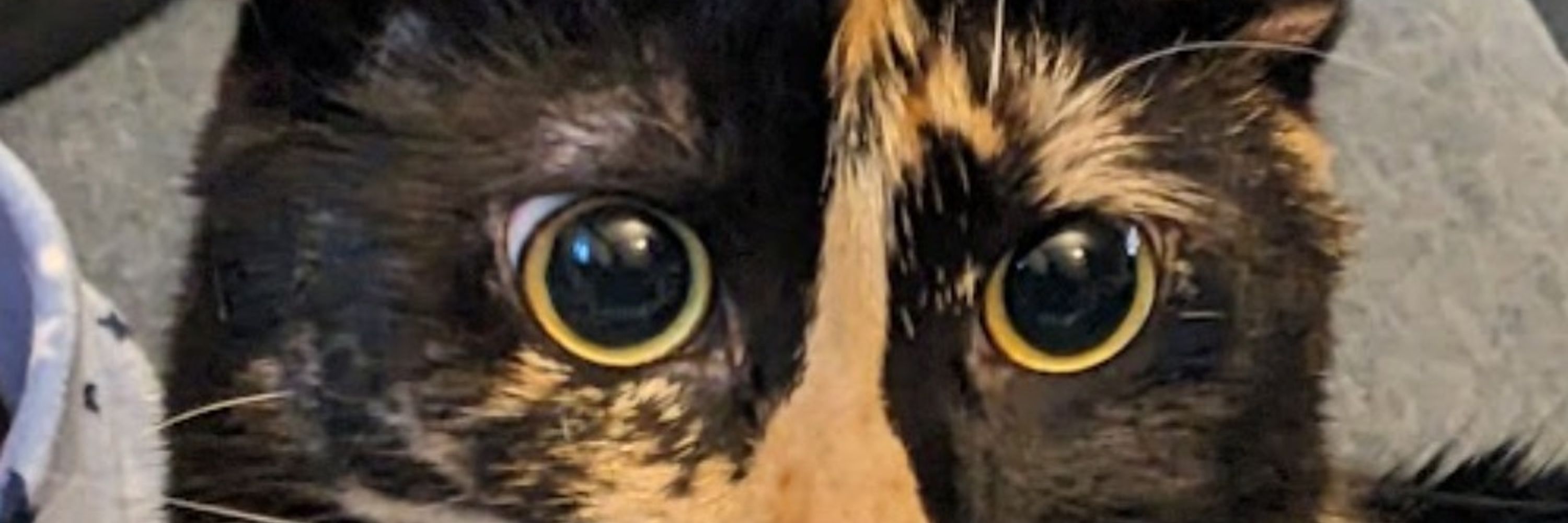 One-Eyed Izabella