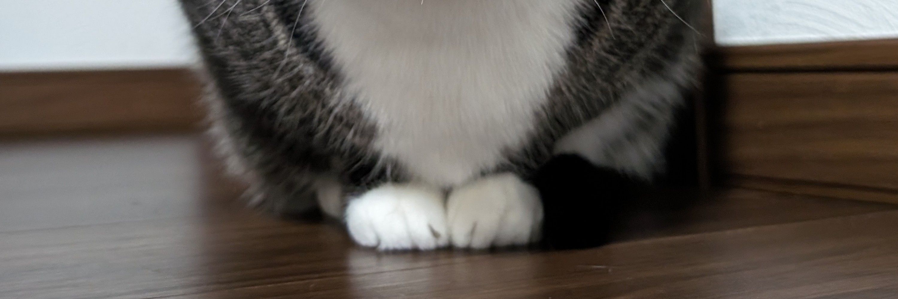 白砂糖