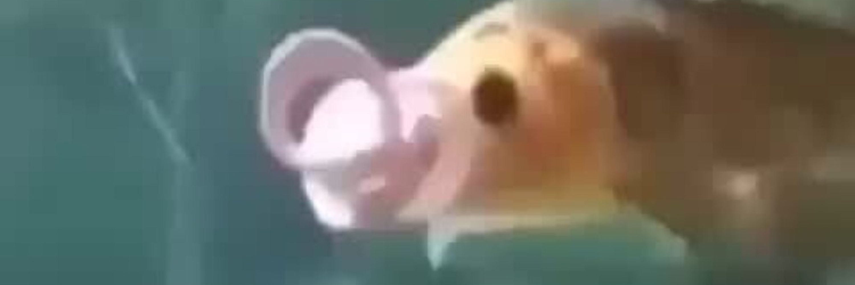 🍞