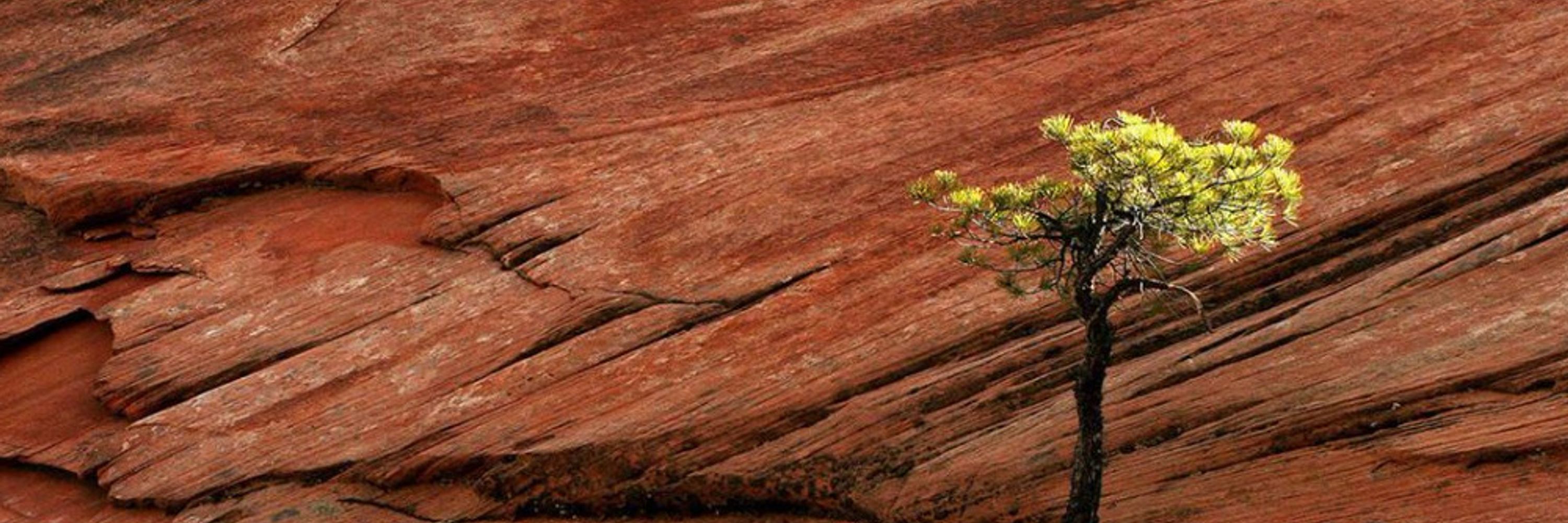 Seed The Change | He Kākano Hāpai