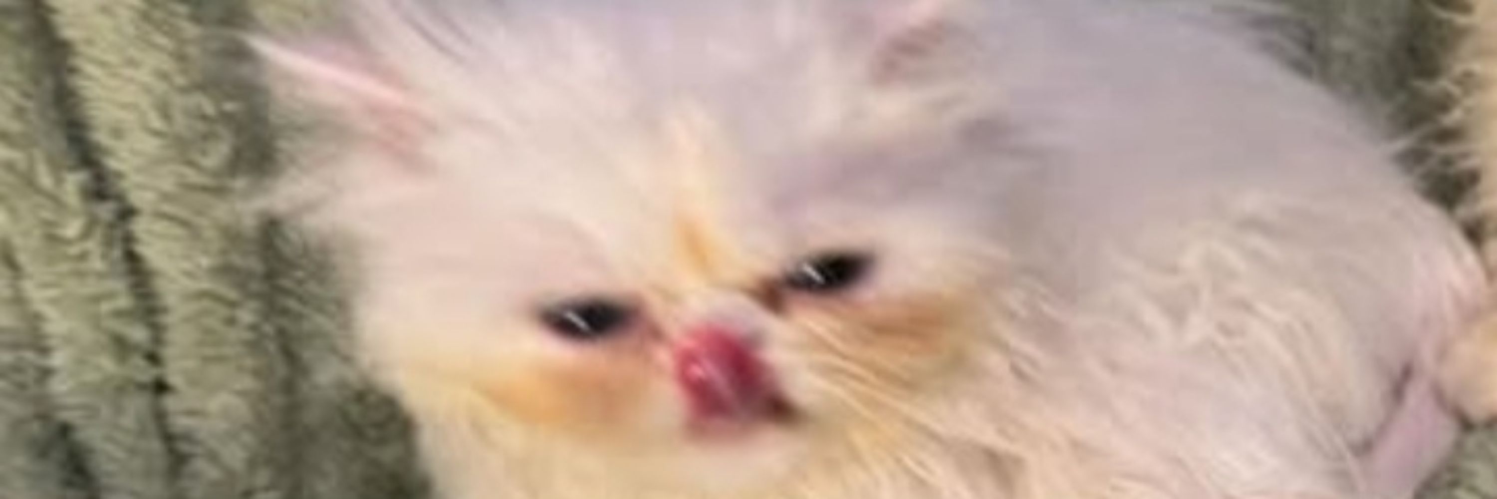 Peti