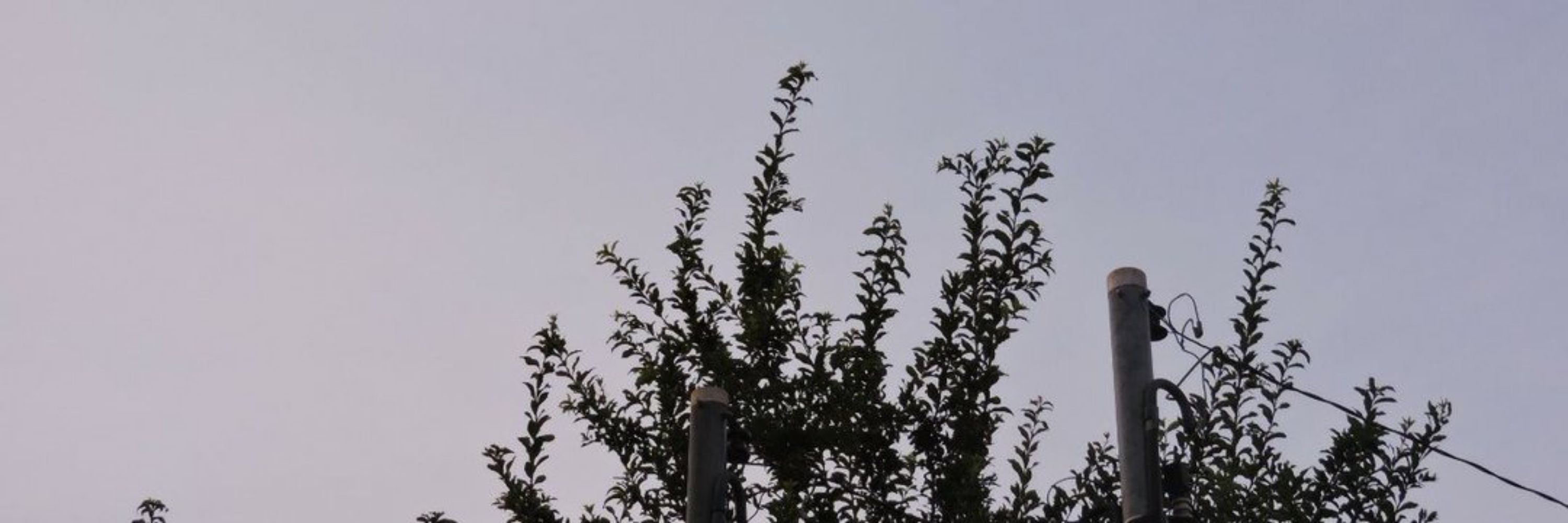avifla