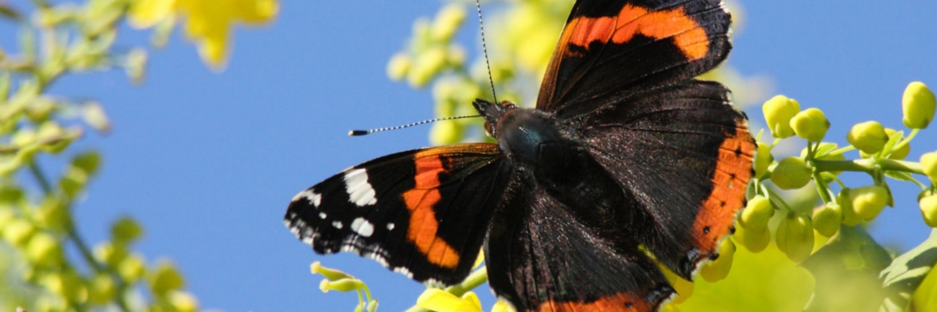 🦋Chérri Brightwing🦋