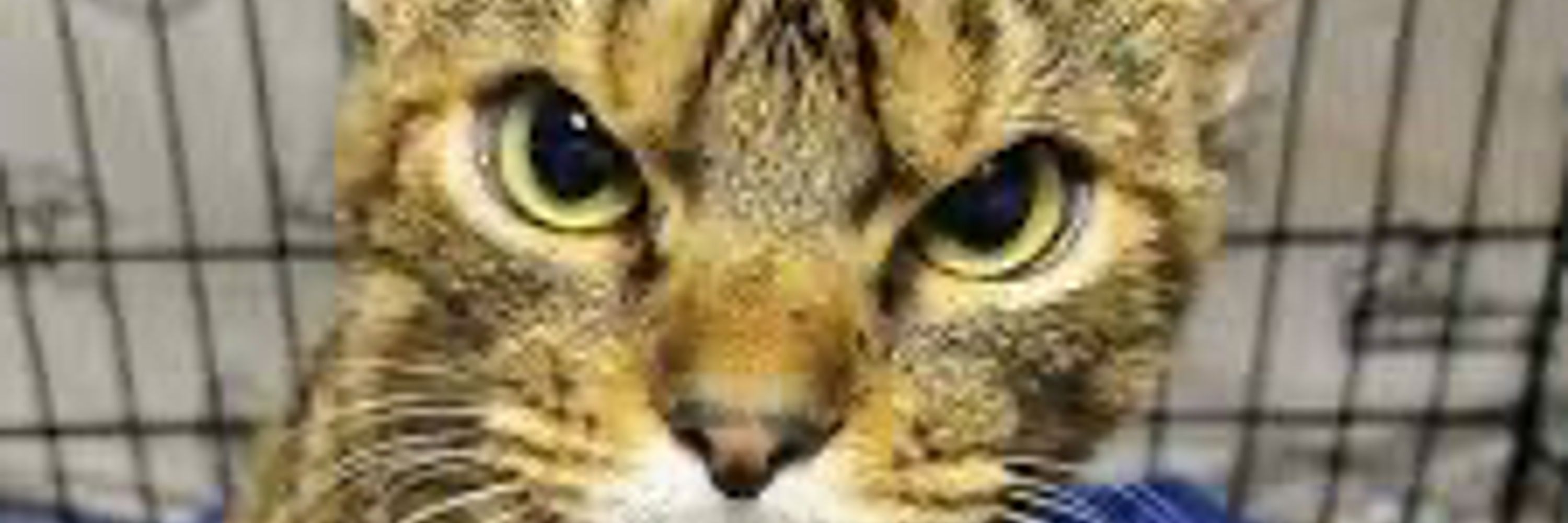 Tom - a pissed off cat