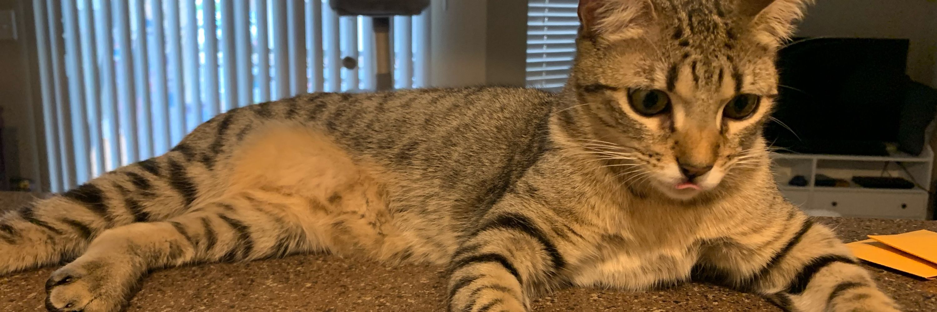 Only Cat can judge me