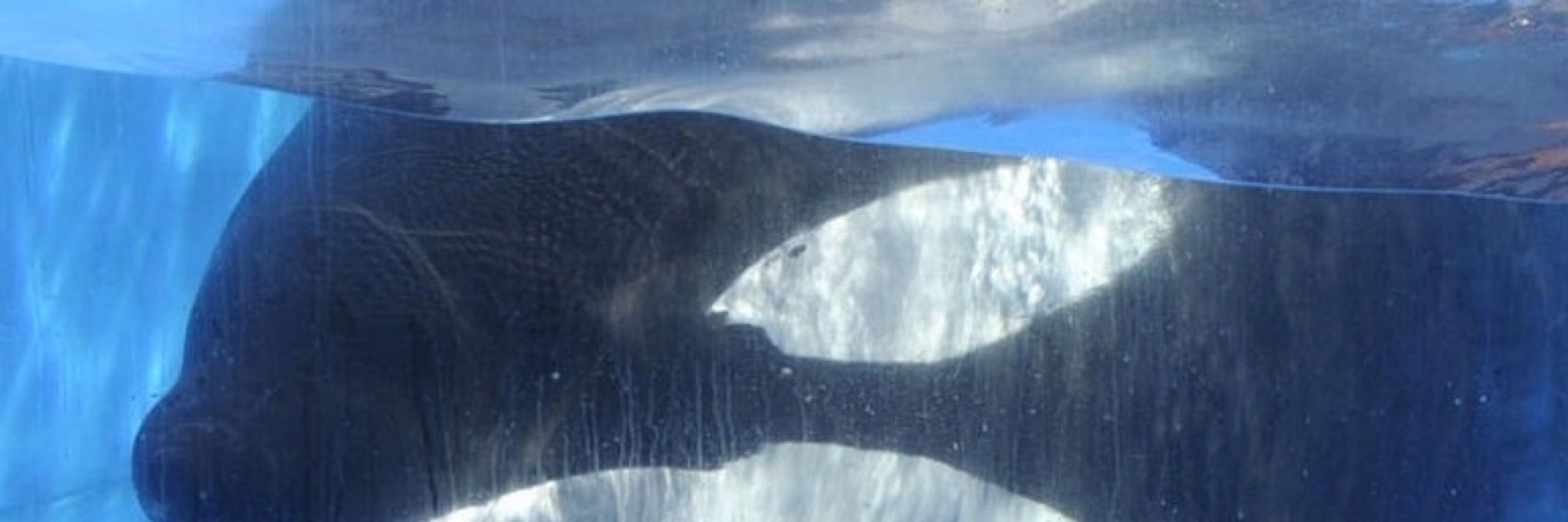 Ma4theoceans