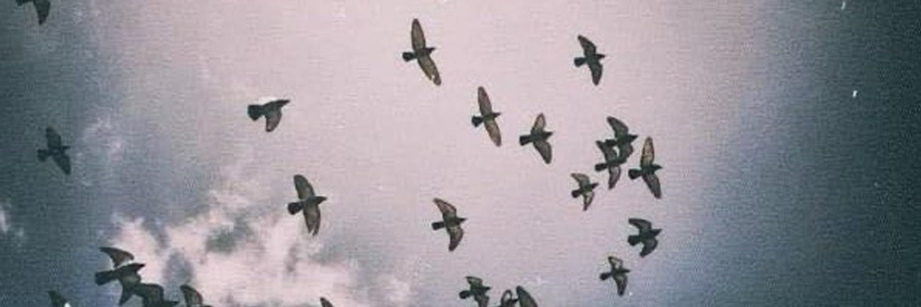 karol¡ ☮︎