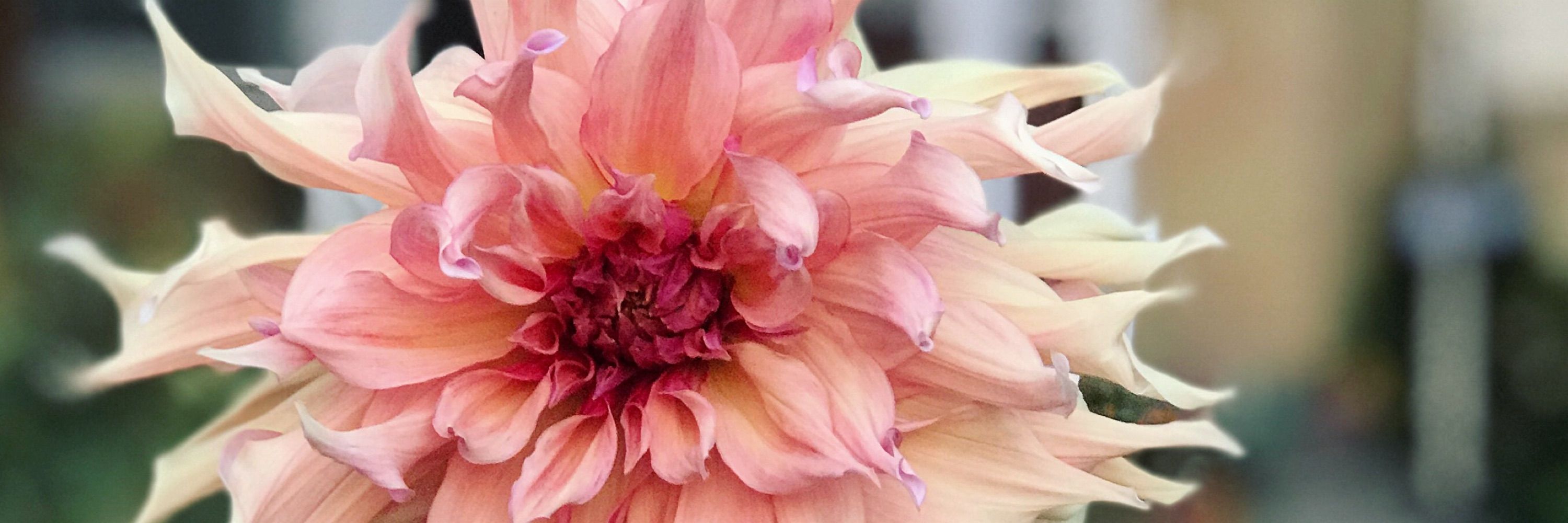 Bloomsteads