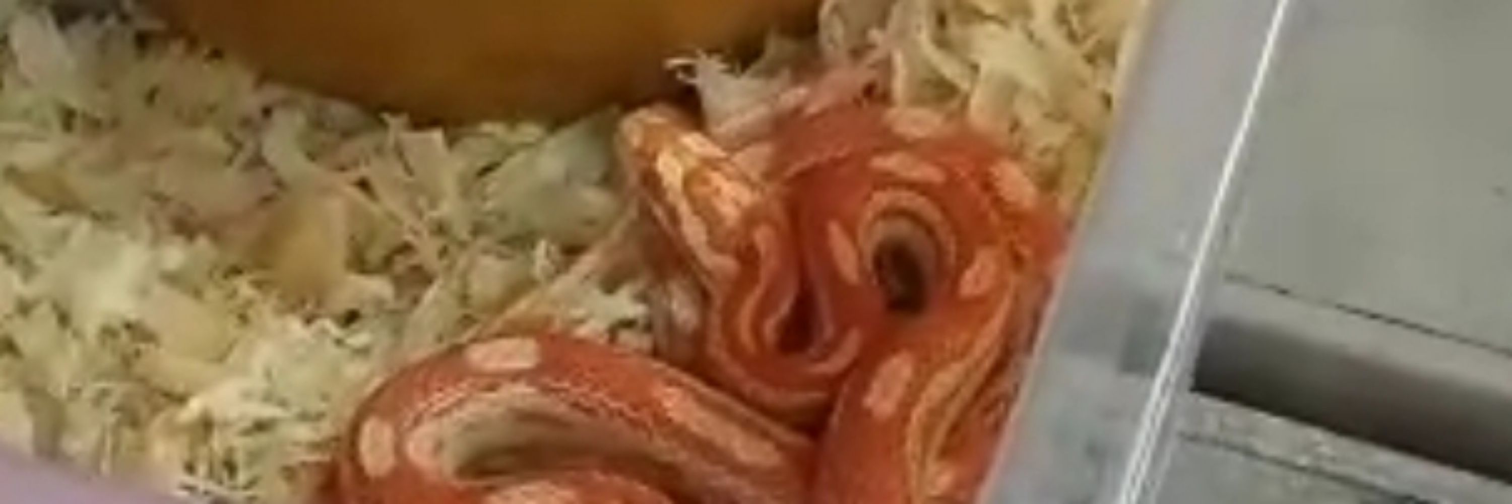 Kalisa