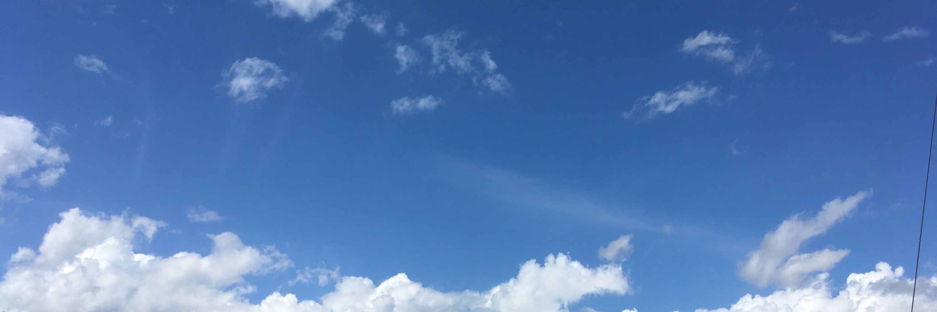 あおがえる。