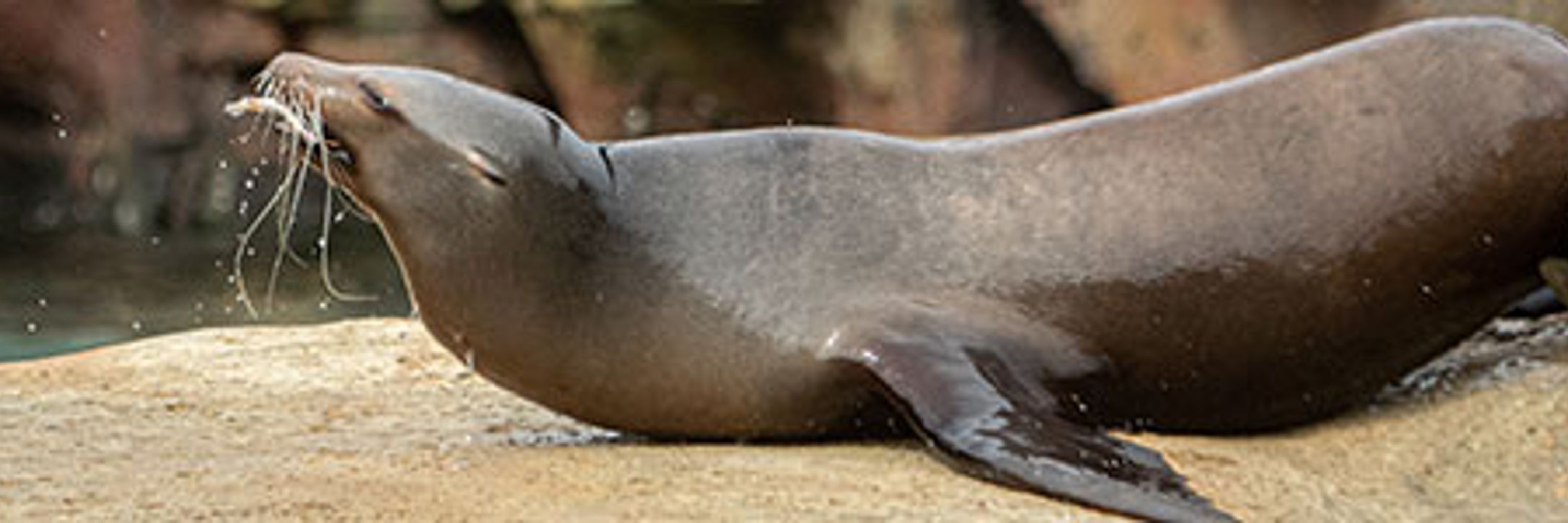 Houston Zoo