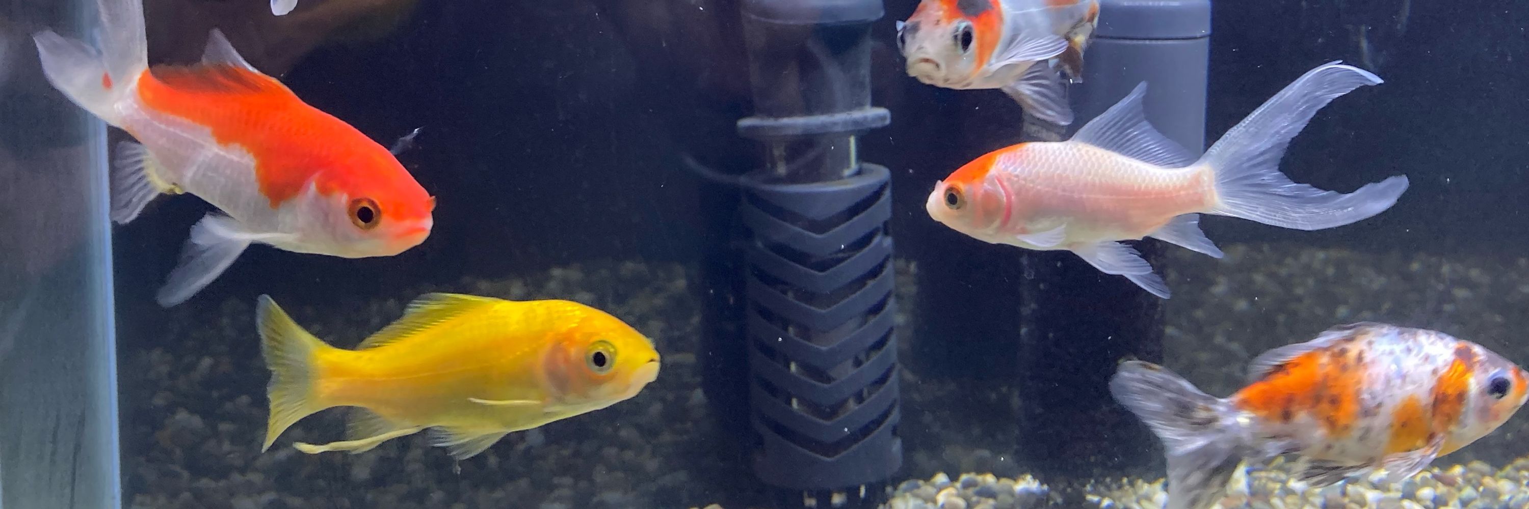 金魚を飼い始めたずんだもん