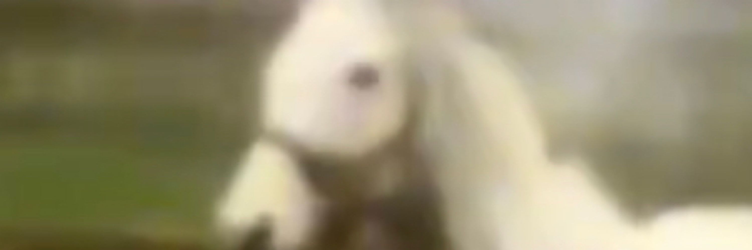 linny