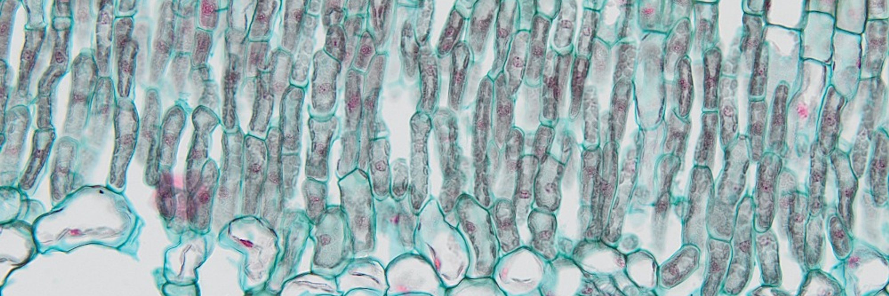 Sci.leaf