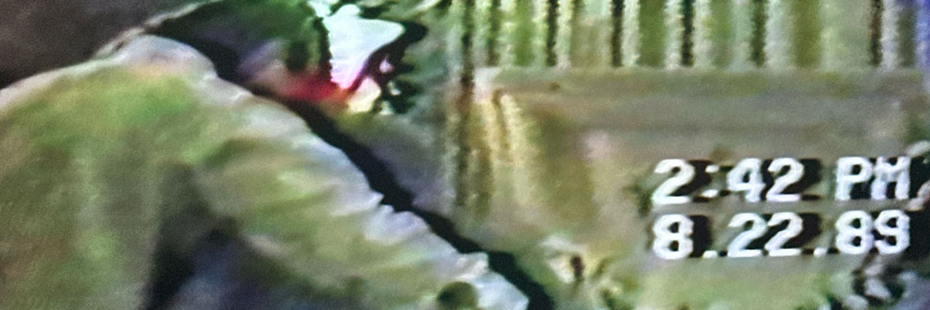 Videotape Malicious Mischief