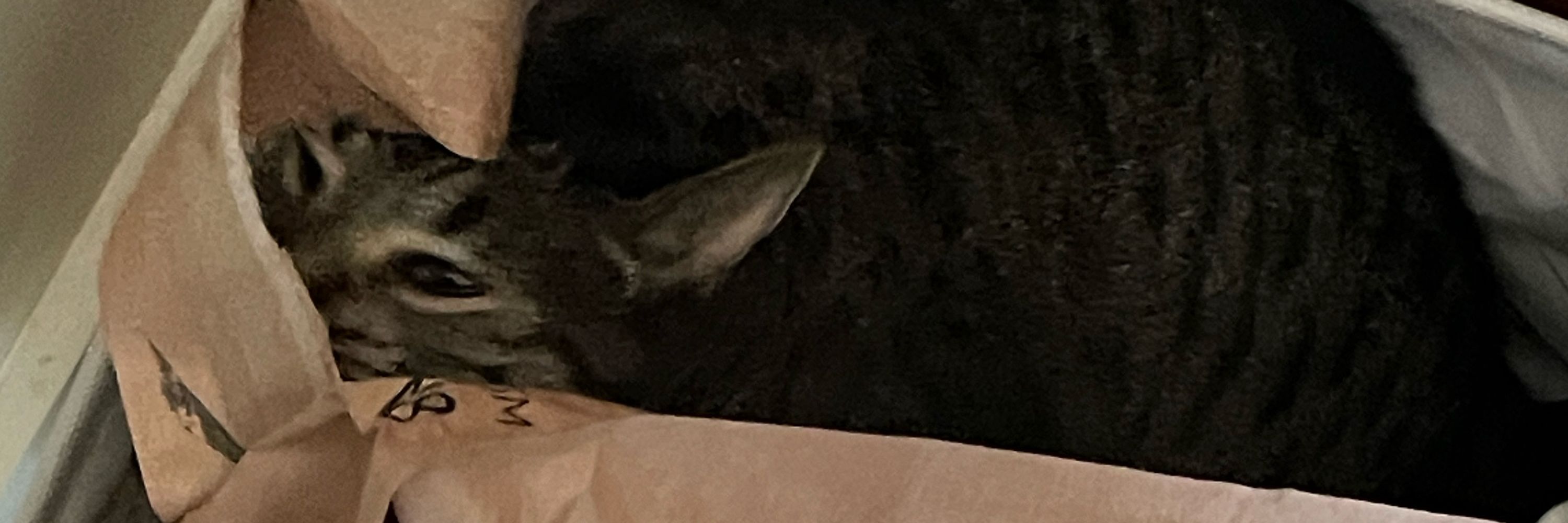 Moos