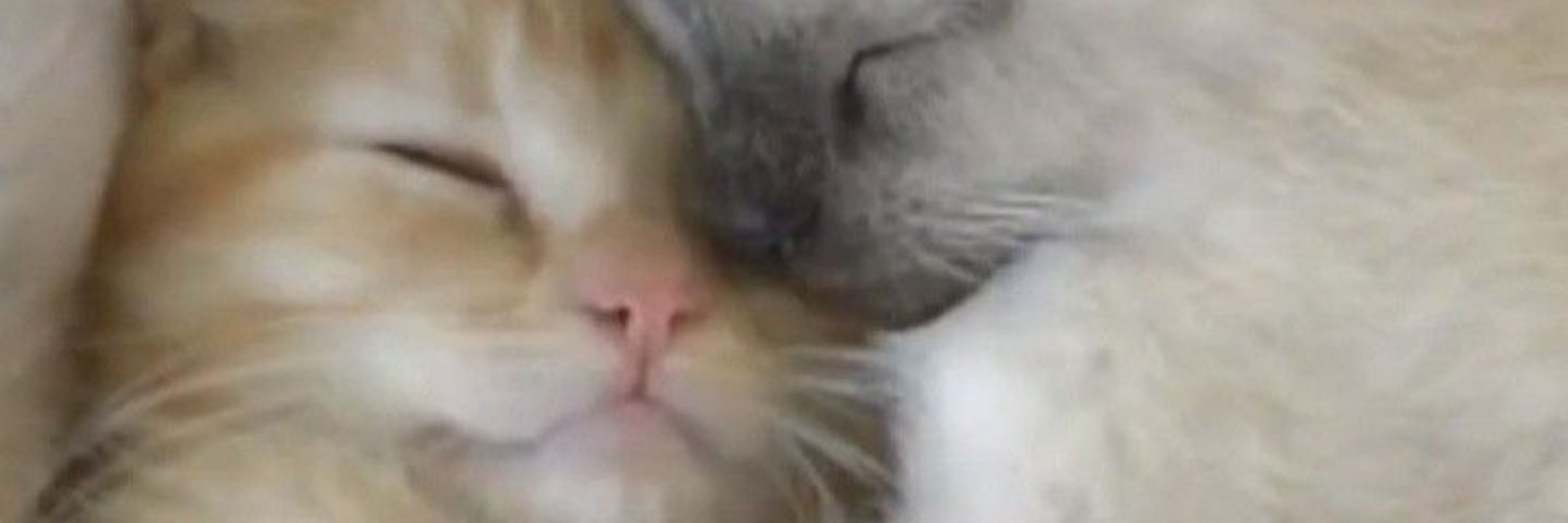 ฅ⁠^⁠•⁠ﻌ⁠•⁠^⁠ฅ