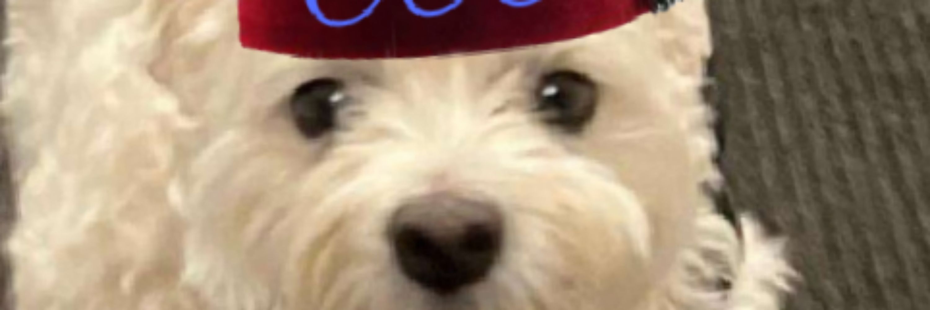Oliver ReAnimated
