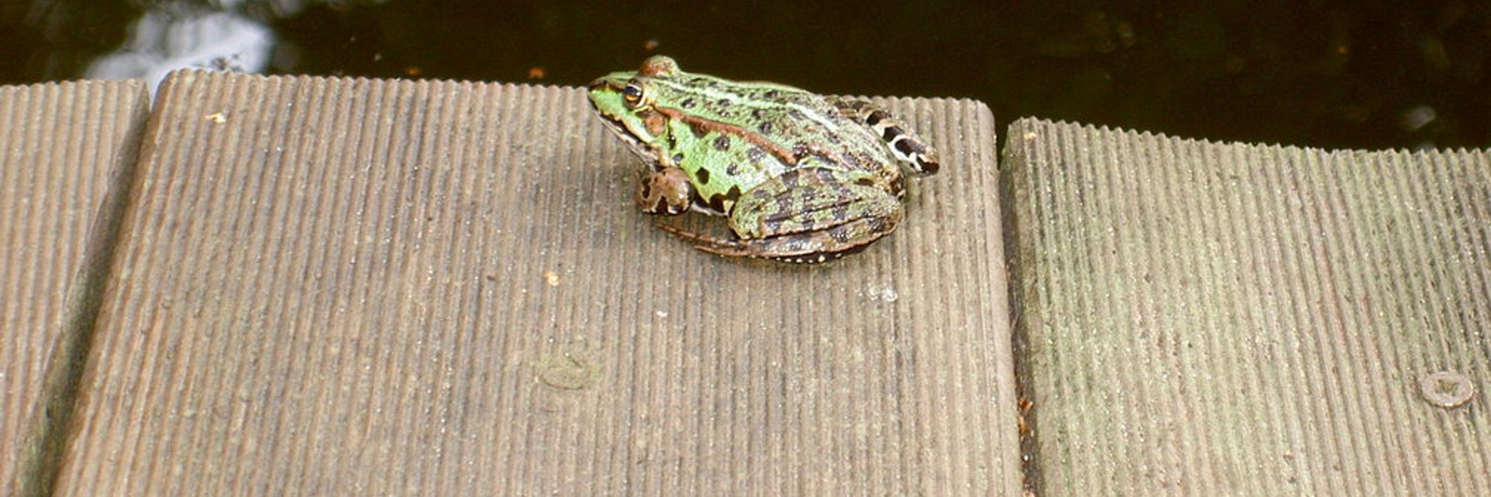 matthiasklagges